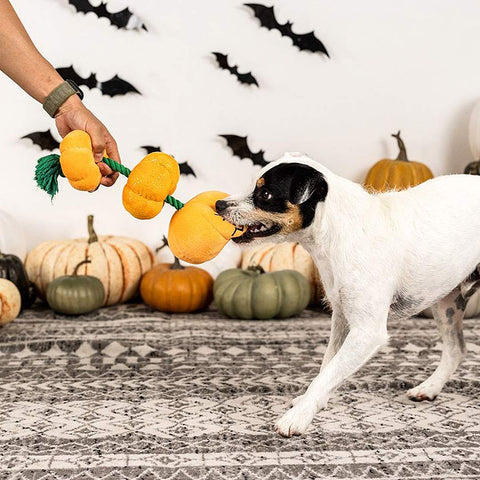 PetShop by Fringe Studio - Stack-O-Lantern - Puppy Village.nl