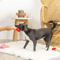 Puppy Village - Valentijns Verrassingsbox - Puppy Village.nl